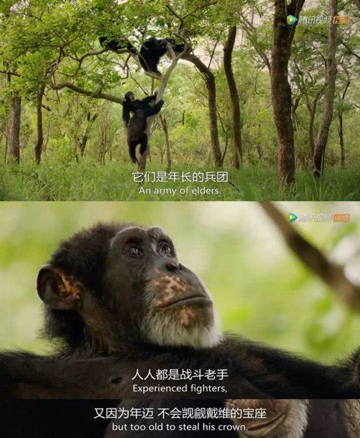 《王朝》主要讲述了哪些动物的故事?《王朝》为什么好看?