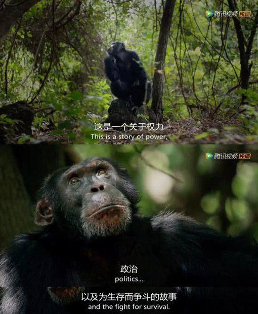 《王朝》主要讲述了哪些动物的故事?《王朝》为什么好看?