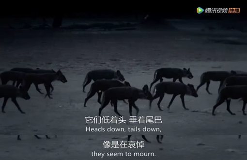 《王朝》主要讲述了哪些动物的故事?《王朝》为什么好看?