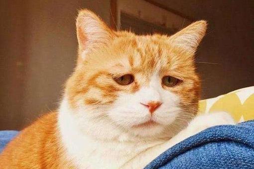 猫咪是招鬼的还是辟邪的?为何说养猫穷三代呢? 猫咪是招鬼的还是辟邪的?为何说养猫穷三代呢?