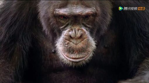 《王朝》主要讲述了哪些动物的故事?《王朝》为什么好看?