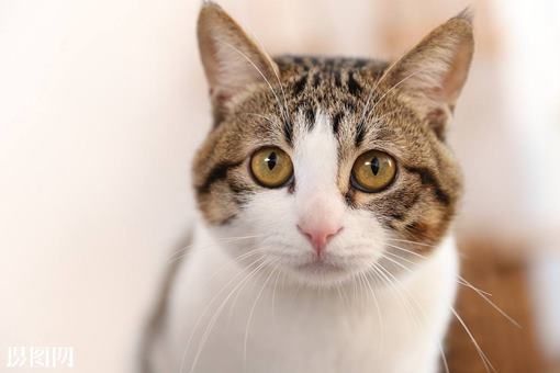 猫咪是招鬼的还是辟邪的?为何说养猫穷三代呢? 猫咪是招鬼的还是辟邪的?为何说养猫穷三代呢?