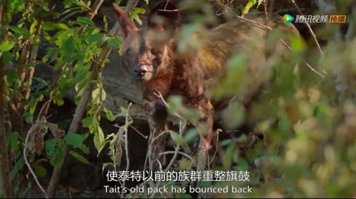 《王朝》主要讲述了哪些动物的故事?《王朝》为什么好看?