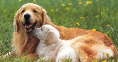 十大最听话的狗排名 哪种狗最听主人的话（金毛寻回犬）