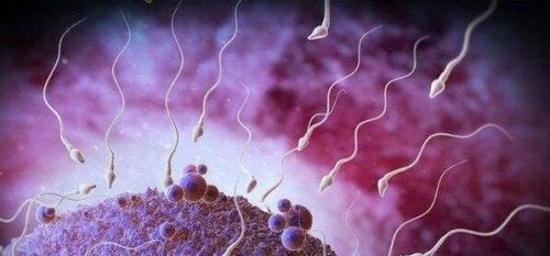 世界上最大的精子银行 cryos精子库每天60个优质捐精者