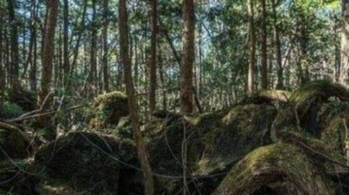 世界上最恐怖的森林 日本青木原森林(著名自杀圣地尸体超过500具)