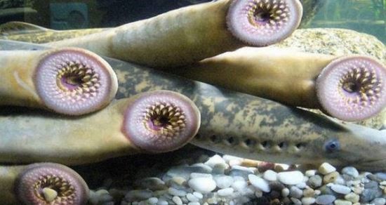 十大最古老的海洋生物 世界上最可怕的海洋生物有哪些(皱鳃鲨居首位)