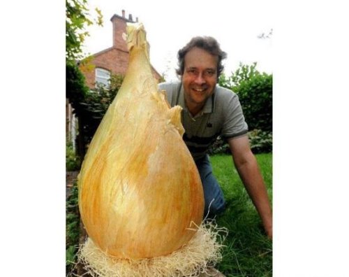 关于蔬菜的吉尼斯纪录 ＂最贵菜心＂66万(最大南瓜重1吨)