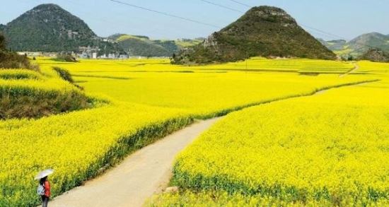 中国最大的油菜花田 占地20万亩的罗平油菜花田宛如仙境