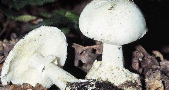 白毒伞吃了会致死吗 死亡率高达95%(致命毒蘑菇)