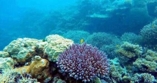 世界最大的海是什么海 有479万平方公里(相当于大半个中国)