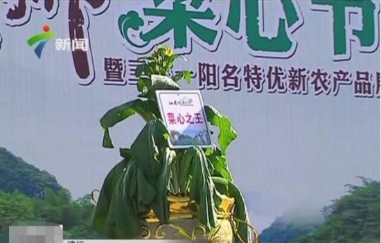 关于蔬菜的吉尼斯纪录 ＂最贵菜心＂66万(最大南瓜重1吨)