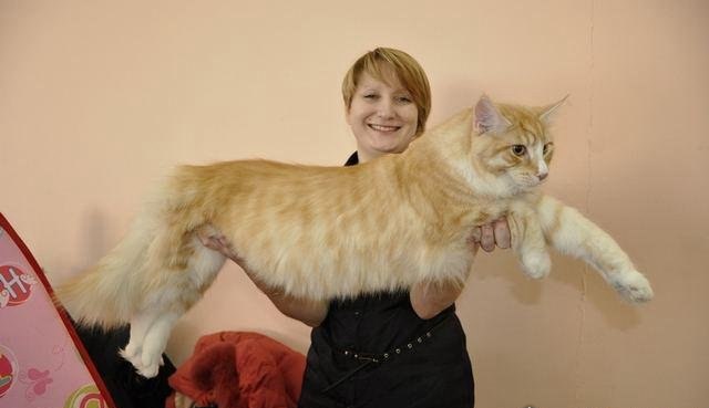世界上最大的猫 缅因猫(身长118厘米/体重11千克)