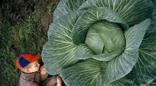 十大最让人震撼的世界之最 比小男孩个头还大的龙虾