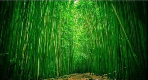 竹子的寓意有哪些 竹子的4大寓意盘点(竹子乃君子的化身)