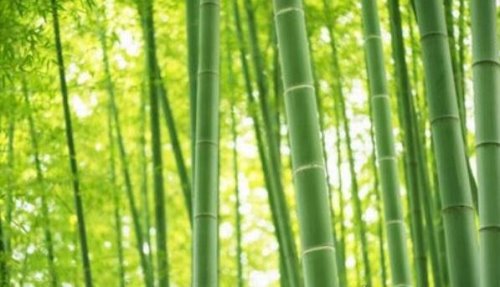 竹子的寓意有哪些 竹子的4大寓意盘点(竹子乃君子的化身)