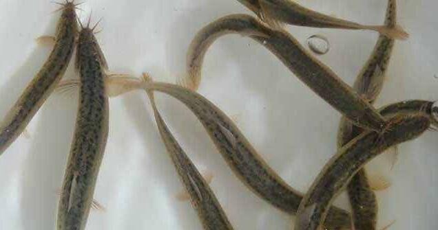 男人的十大补品 男人一定要吃的十种天然食材补品