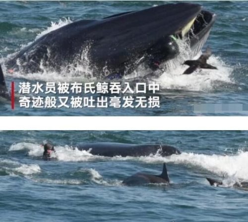 潜水员被鲸鱼吞入后又吐出 惊险逃生后心有余悸