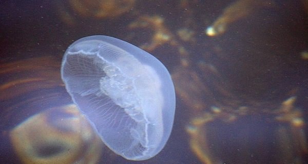 十大最古老的海洋生物 世界上最可怕的海洋生物有哪些(皱鳃鲨居首位)