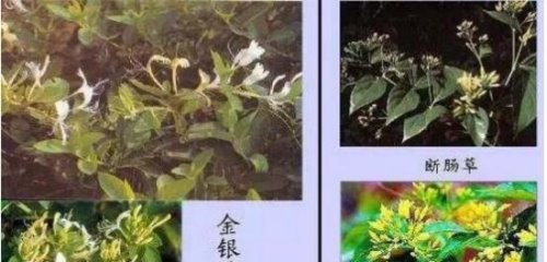 毒药之王断肠草 千万不要和金银花弄混淆(成人3克可致命)