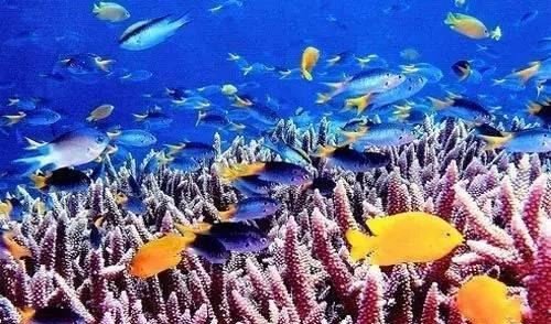 世界上最大的海 珊瑚海相当于中国的一半(世界最大珊瑚礁所在地)