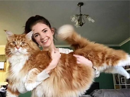 世界上最大的猫 缅因猫(身长118厘米/体重11千克)
