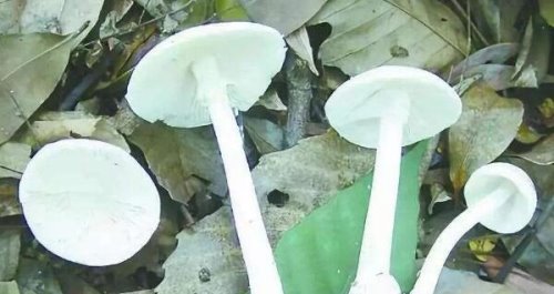 白毒伞吃了会致死吗 死亡率高达95%(致命毒蘑菇)