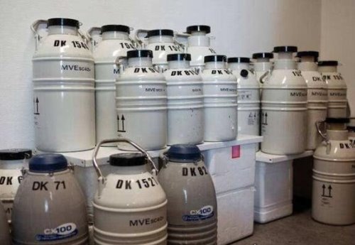 世界上最大的精子银行 cryos精子库每天60个优质捐精者