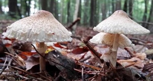 白毒伞吃了会致死吗 死亡率高达95%(致命毒蘑菇)