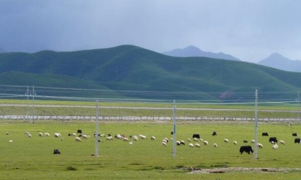 中国最大的草原是羌塘草原 60万平方公里(呼伦贝尔的6倍)