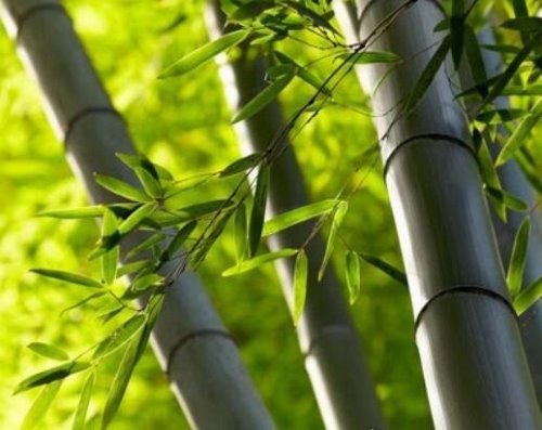 竹子的寓意有哪些 竹子的4大寓意盘点(竹子乃君子的化身)