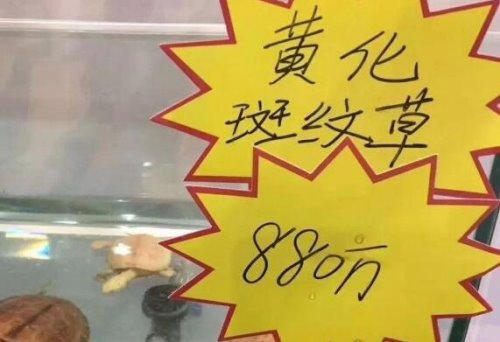 世界上最贵的宠物龟排名 排名第一的黄化斑纹草龟守家880万元