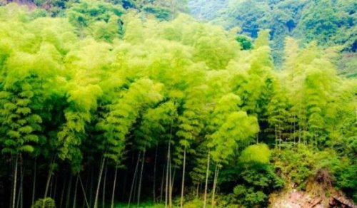 竹子的寓意有哪些 竹子的4大寓意盘点(竹子乃君子的化身)