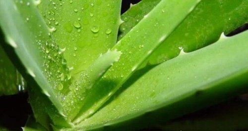 美容补水常见植物 芦荟可以直接涂在脸上吗（护肤必看）