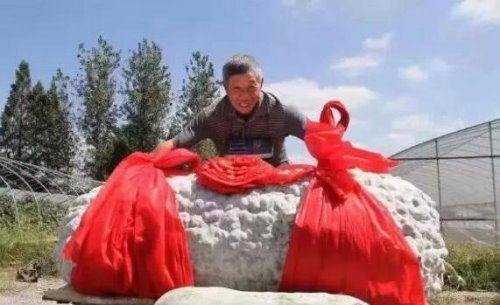 世界上最大的冬瓜 浙江农民种出447.8斤的超大冬瓜