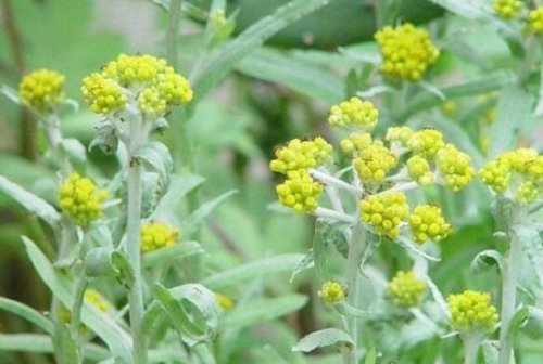 鼠曲草的功效和禁忌介绍 多种病症配方教你正确食用(孕妇禁用)