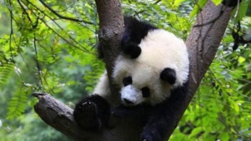 中国美女最多的省份 四川(三步一个林青霞 五步一个张曼玉)