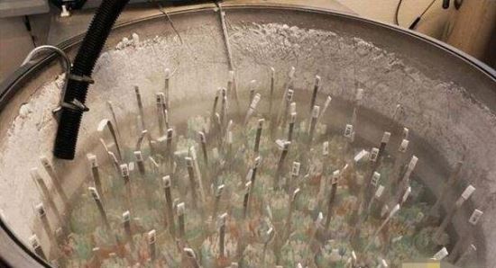 世界上最大的精子银行 cryos精子库每天60个优质捐精者