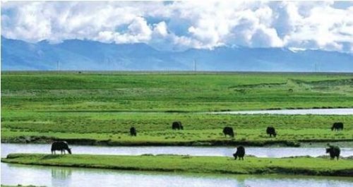 中国最大的草原是羌塘草原 60万平方公里(呼伦贝尔的6倍)