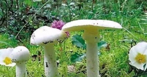 白毒伞吃了会致死吗 死亡率高达95%(致命毒蘑菇)