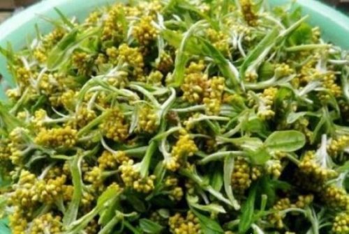 鼠曲草的功效和禁忌介绍 多种病症配方教你正确食用(孕妇禁用)