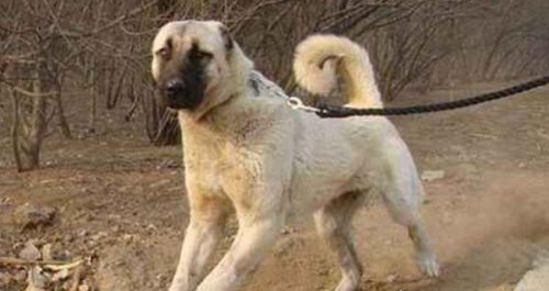 体型最大的狗排行榜 第1名体重接近成年男子（坎高犬）