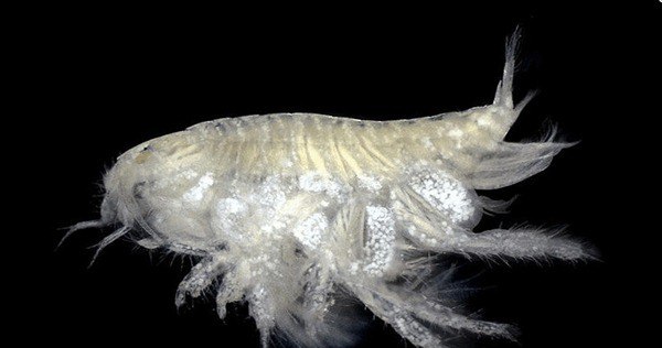 世界最深点有11095米 马里亚纳海沟深度超珠穆朗玛峰