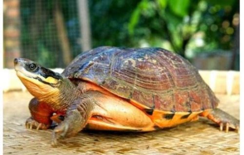 世界上最贵的宠物龟排名 排名第一的黄化斑纹草龟守家880万元