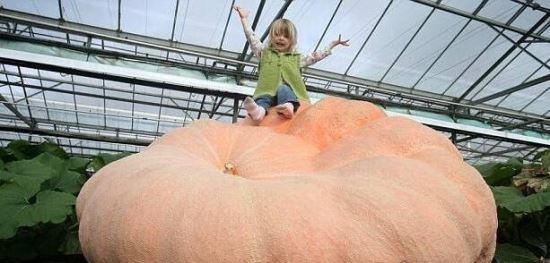 关于蔬菜的吉尼斯纪录 ＂最贵菜心＂66万(最大南瓜重1吨)