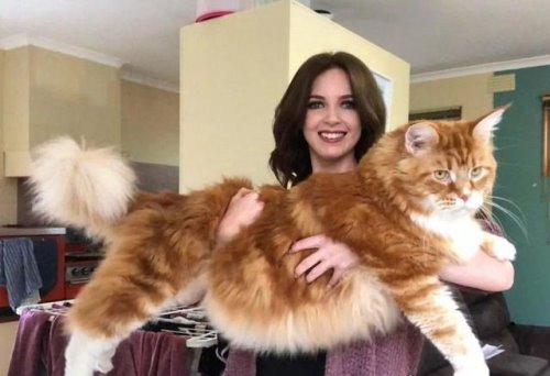 世界上最大的猫 缅因猫(身长118厘米/体重11千克)
