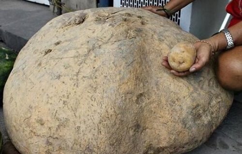 关于蔬菜的吉尼斯纪录 ＂最贵菜心＂66万(最大南瓜重1吨)