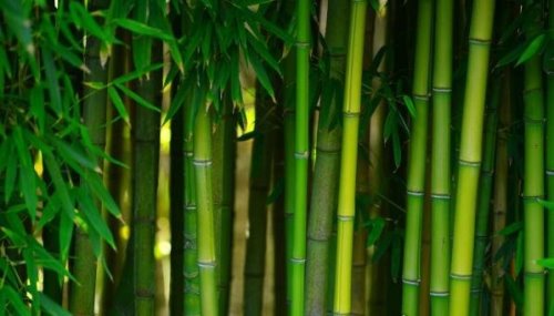竹子的寓意有哪些 竹子的4大寓意盘点(竹子乃君子的化身)
