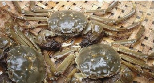 大闸蟹死了多久不能吃 死了之后就最好不要吃(不然会腹泻中毒)