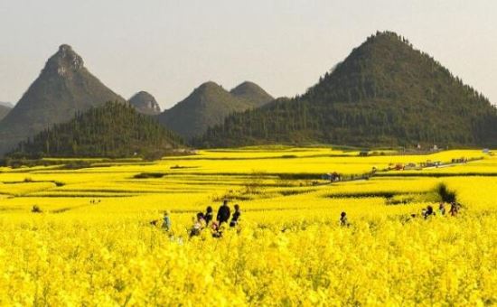 中国最大的油菜花田 占地20万亩的罗平油菜花田宛如仙境